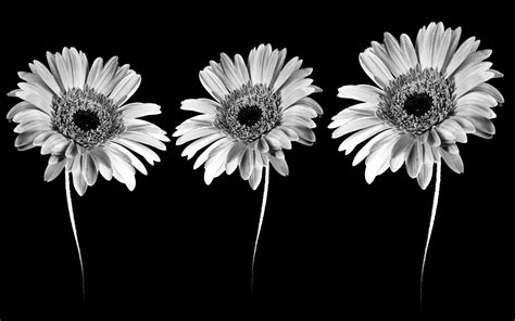 black and white floral pictures|black and white flower backgrounds.